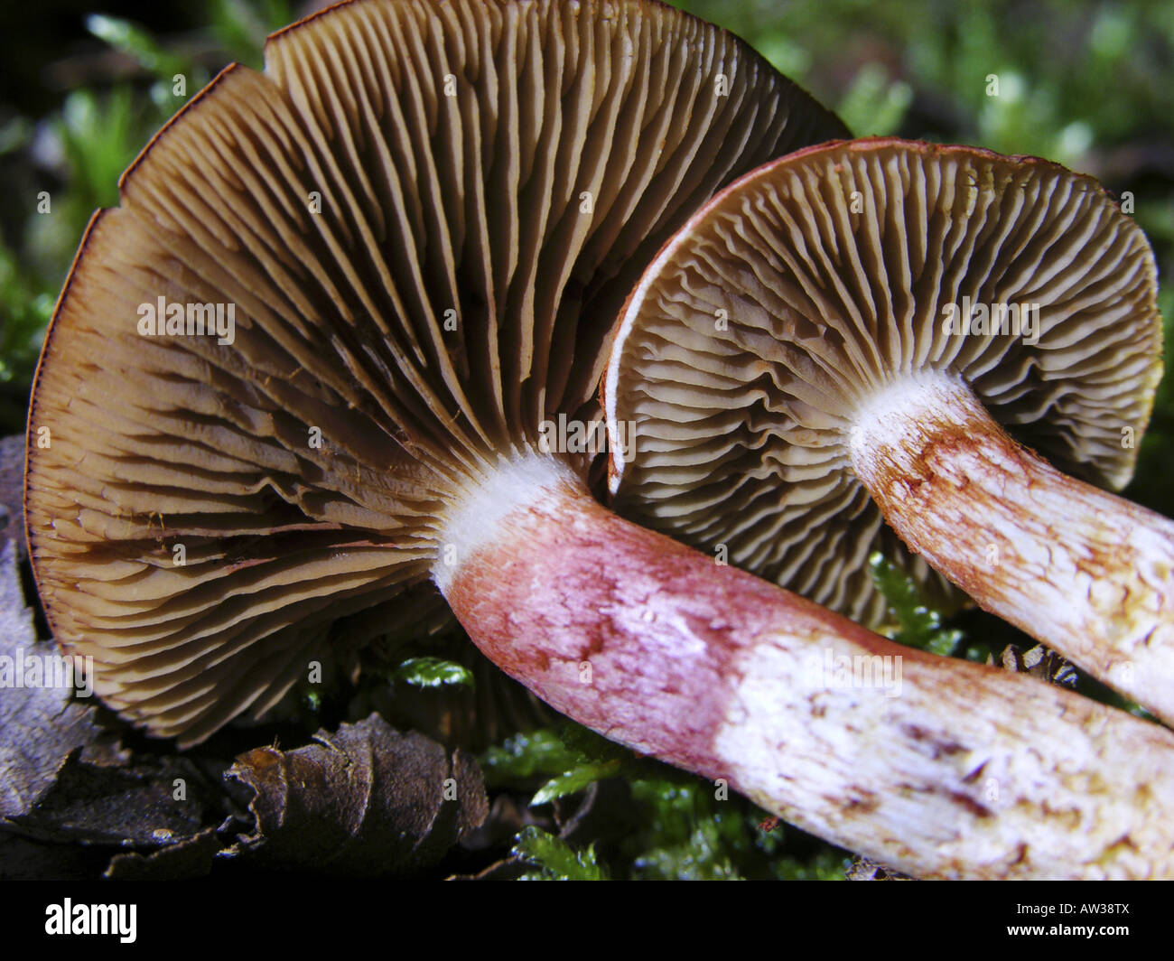 dappled webcap (Cortinarius bolaris), fruit bodies lying on forest ground Stock Photo