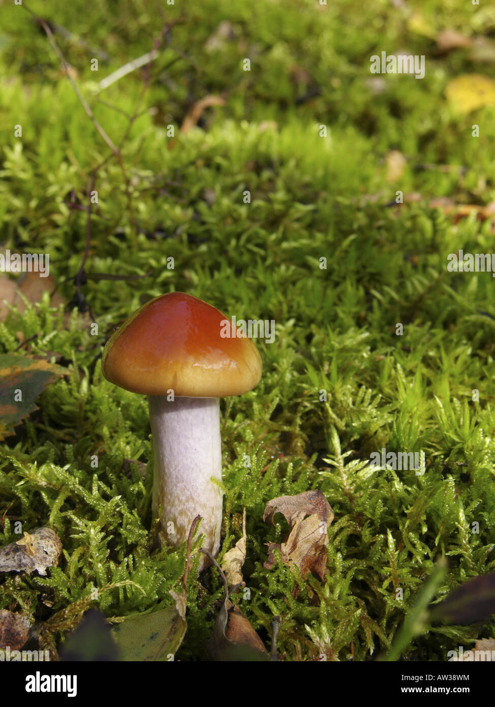 webcap (Cortinarius collinitus), young fruit bodies on forest ground Stock Photo
