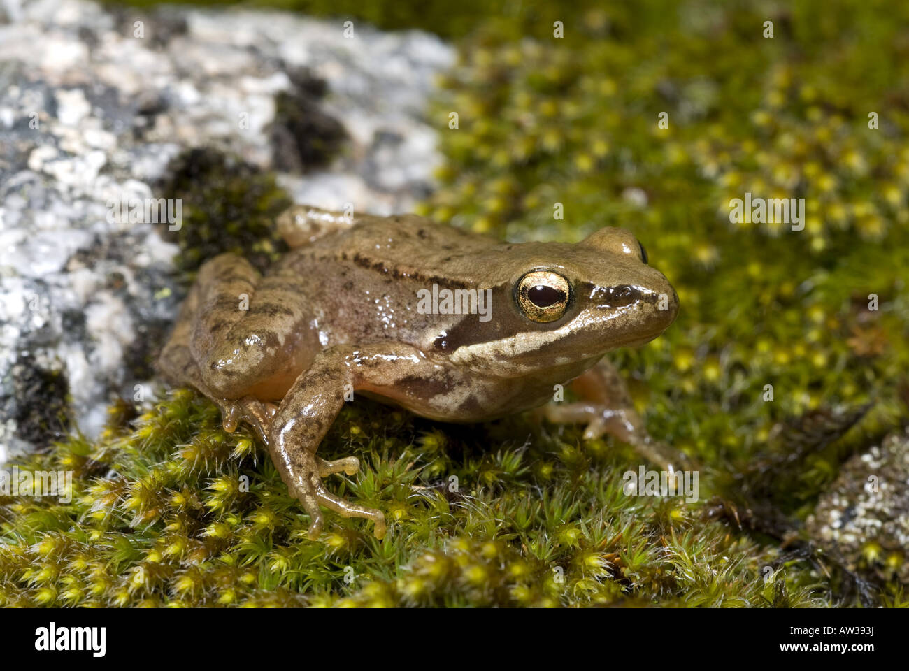 Iberian frog, Spanish frog (Rana iberica), on moss, Spain, Sierra De Gredos Stock Photo