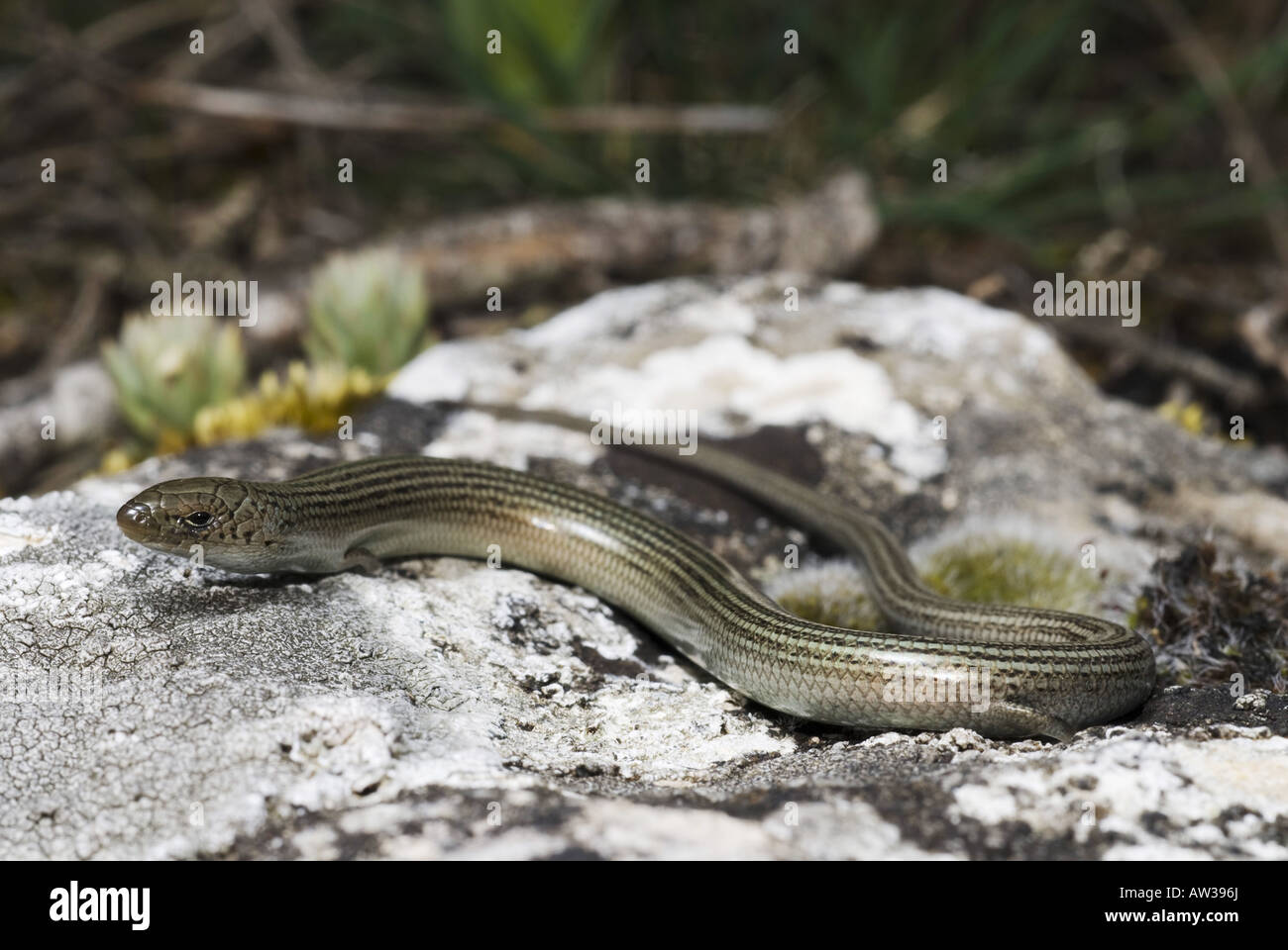Western ThreeToed Skink (Chalcides striatus, Chalcides chalcides
