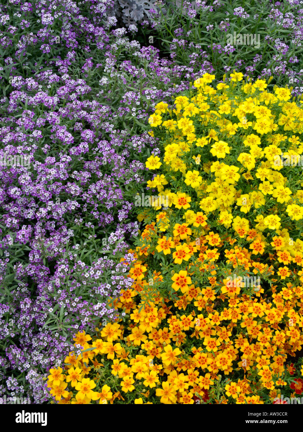 Sweet Alyssum Lobularia Maritima Violettk nigin Syn Lobularia sweet-alyssum-lobularia-maritima-violettk-nigin-syn-lobularia