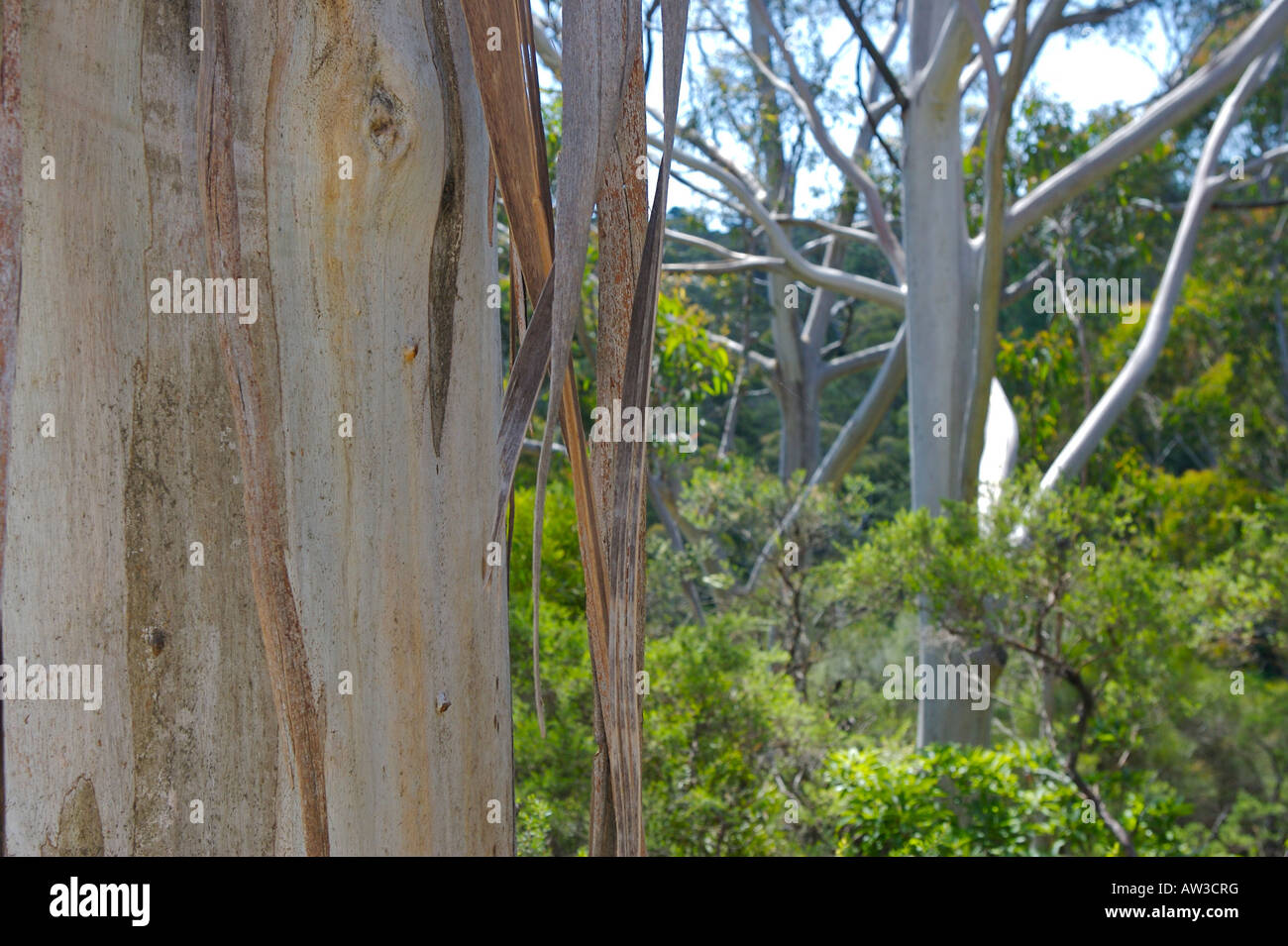 Australian Eucalyptus Trees Stock Photo Alamy