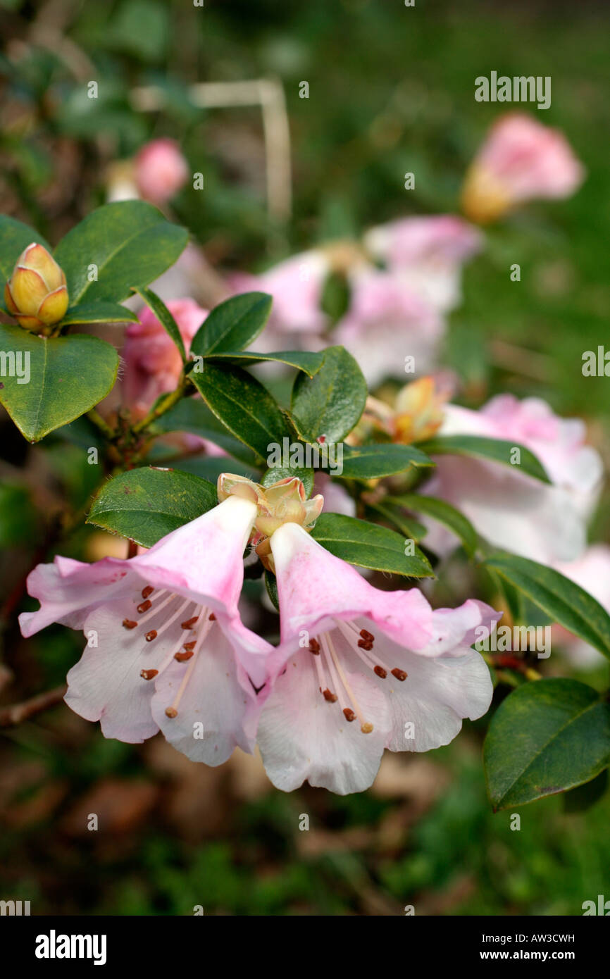 RHODODENDRON X CILPINENSE AGM Stock Photo