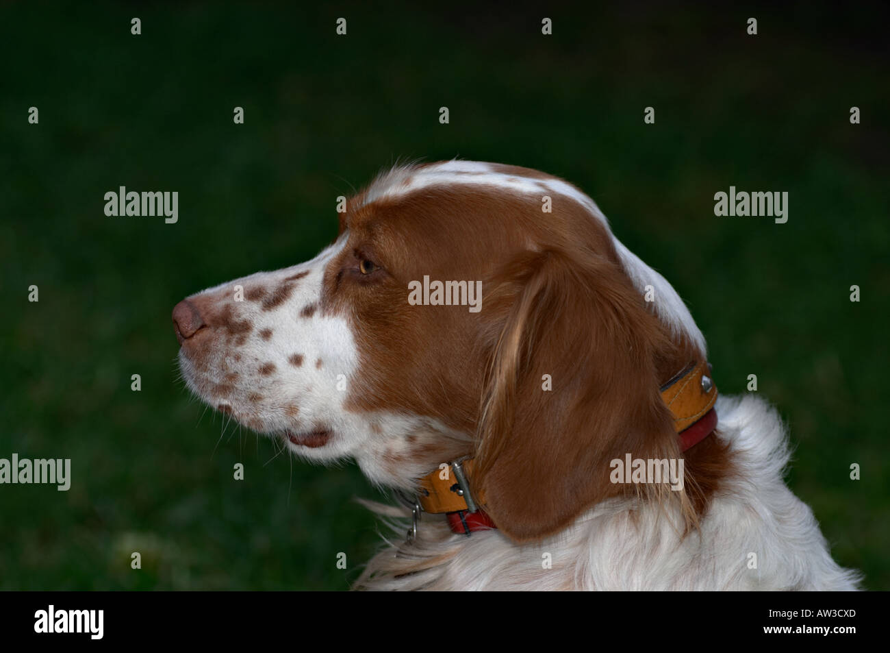 Brittany Spaniel a Portrait dog sitting waiting for his masters next command Stock Photo