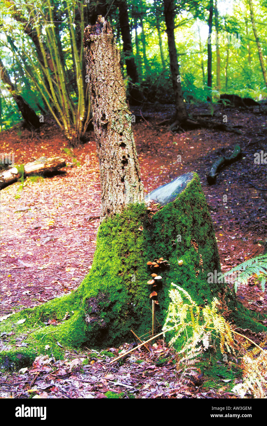 A tree stump with moss in a forest Stock Photo - Alamy