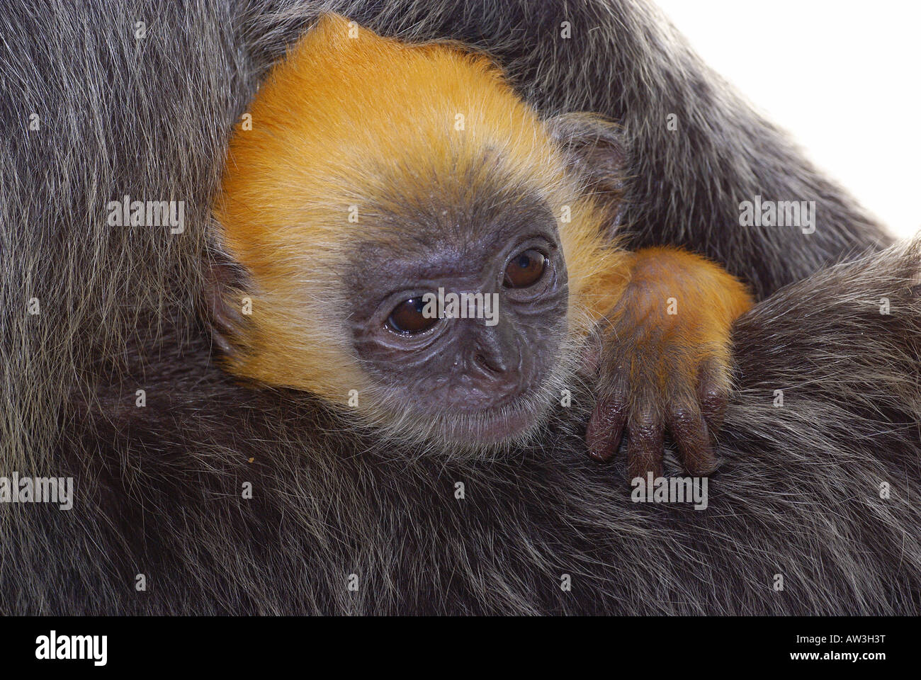 Baby Sliver leaf monkey in arms Stock Photo