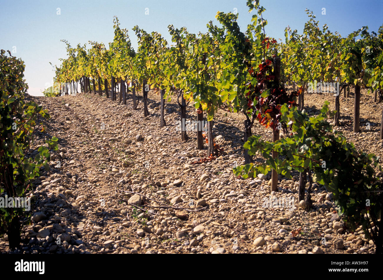 Pebble Soil And Vines Chateauneuf Du Pape France Stock Photo Alamy Pebble Soil And Vines Chateauneuf Du Pape France Stock Photo Alamy