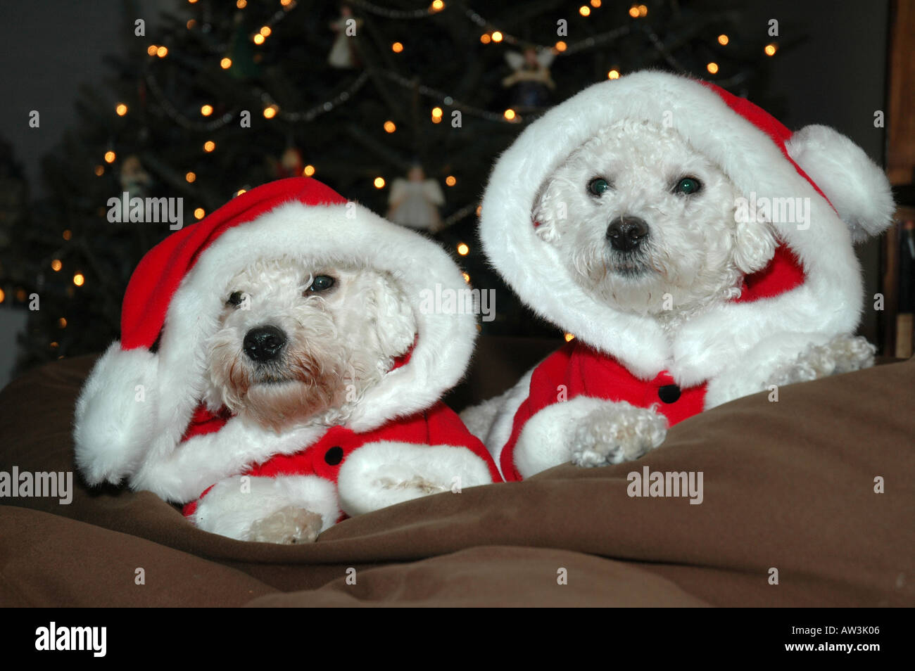 bichon christmas