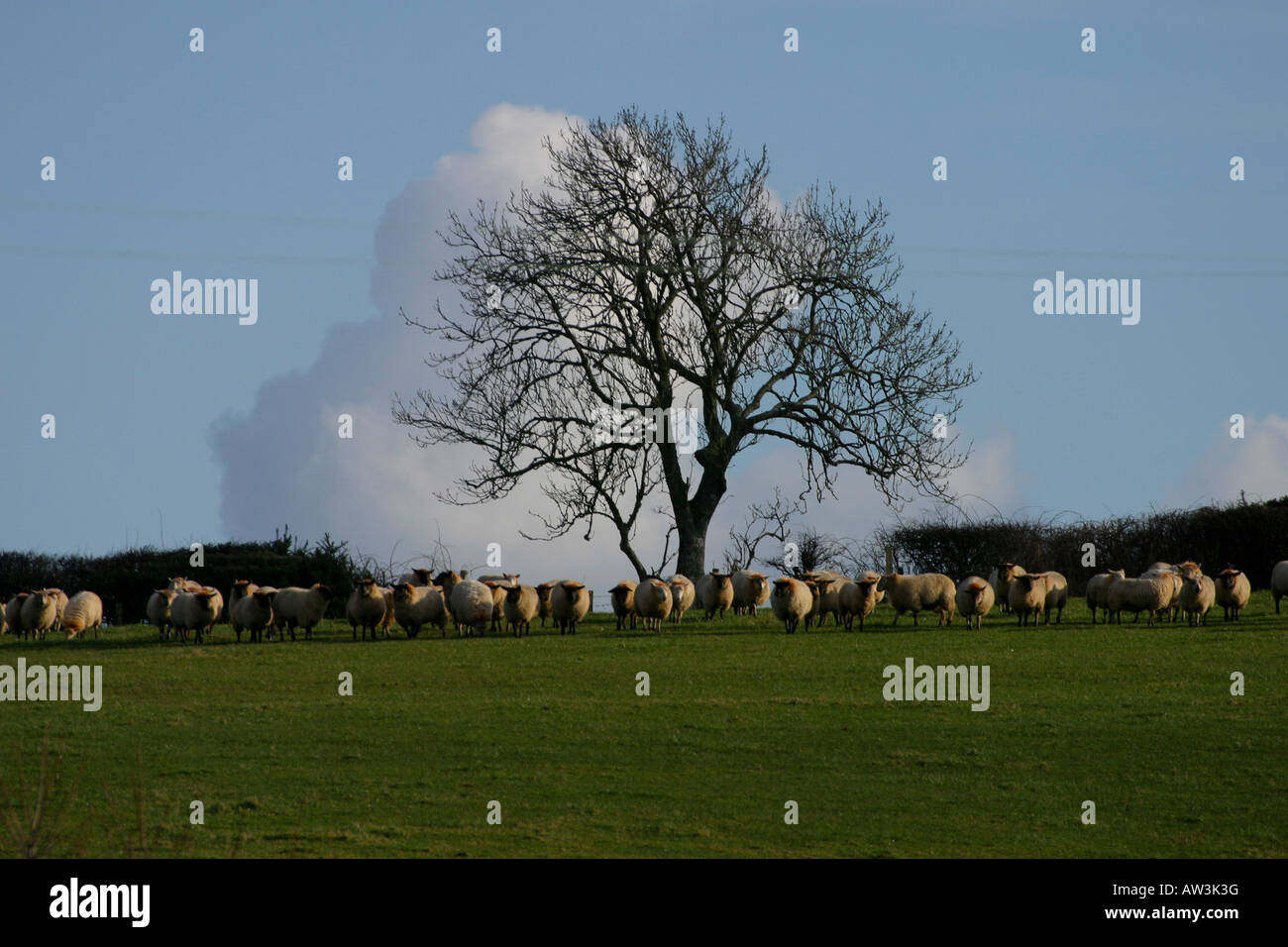 Flock of sheep under tree. Blue sky, Horizontal Stock Photo - Alamy