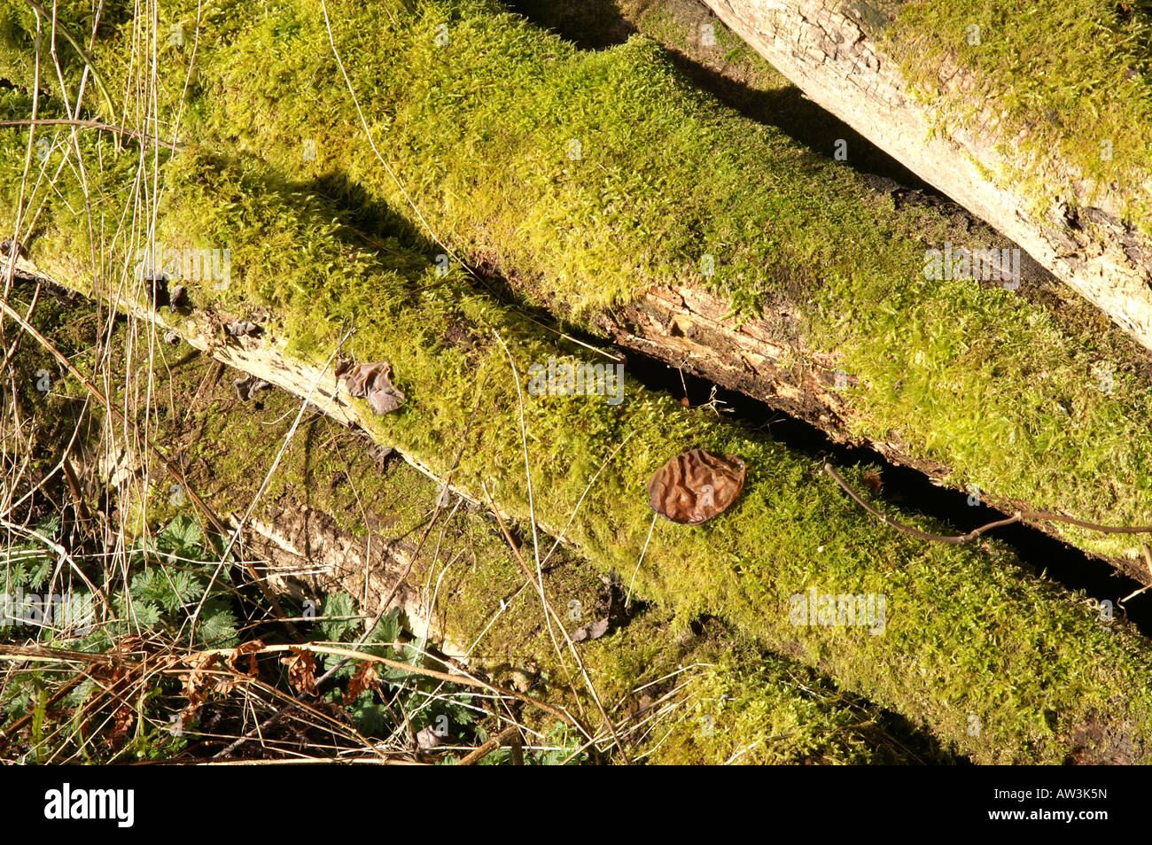 Mossy Logs Winterbourne Stock Photo