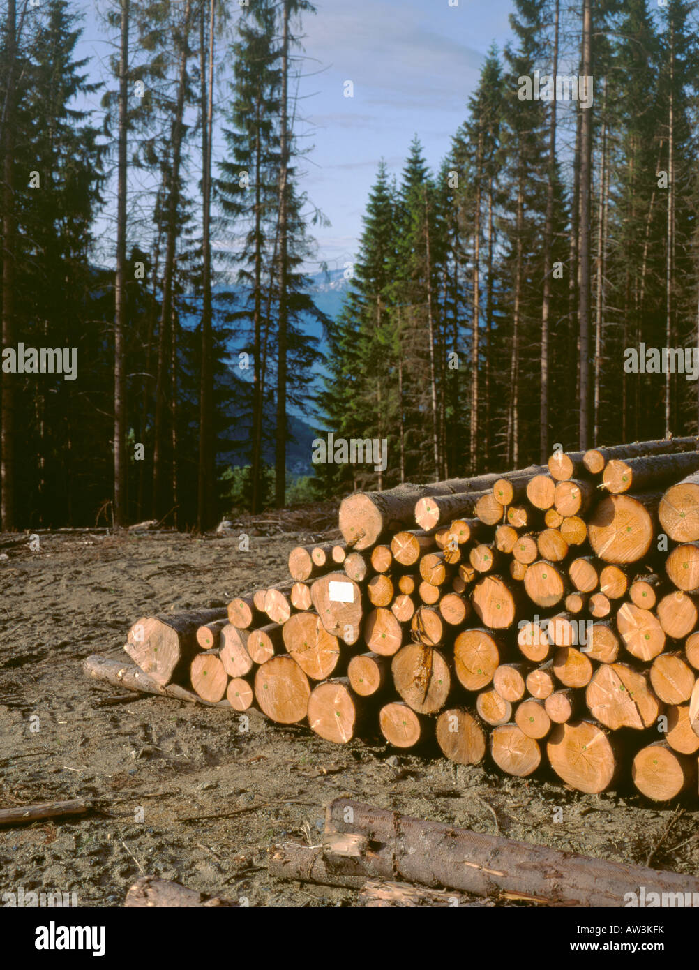 Cut spruce logs hi-res stock photography and images - Alamy