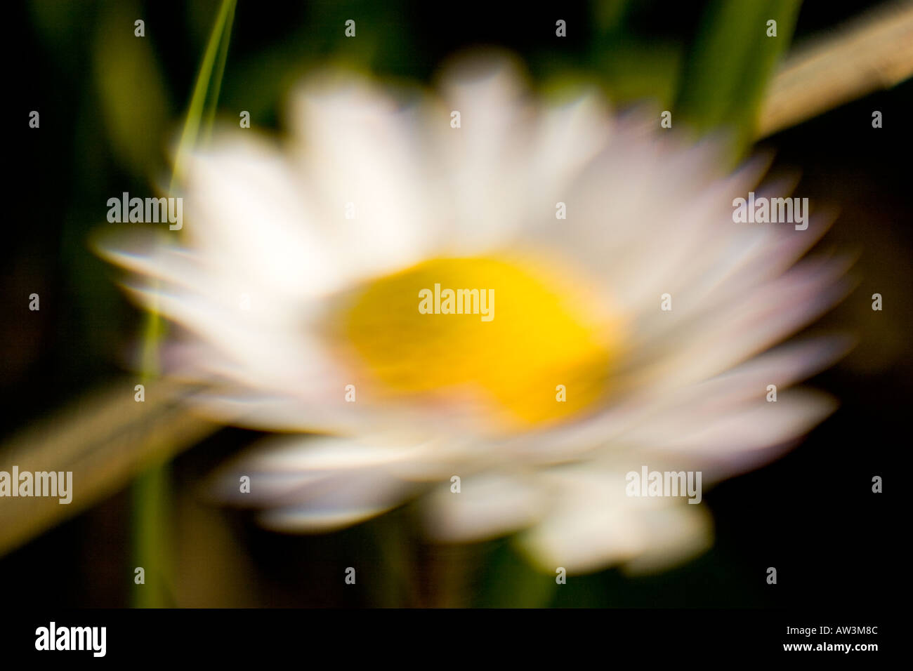 Daisy, blurred focus Stock Photo