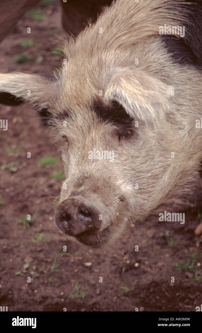 'Gloucestershire Old Spot' pig, England, UK. Stock Photo