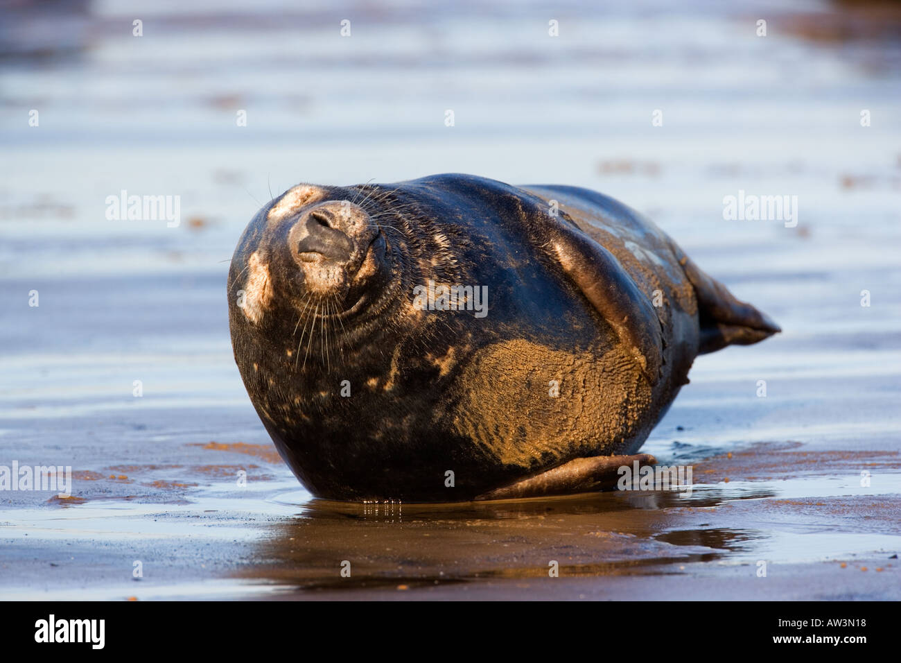 Seal tail hires stock photography and images Alamy