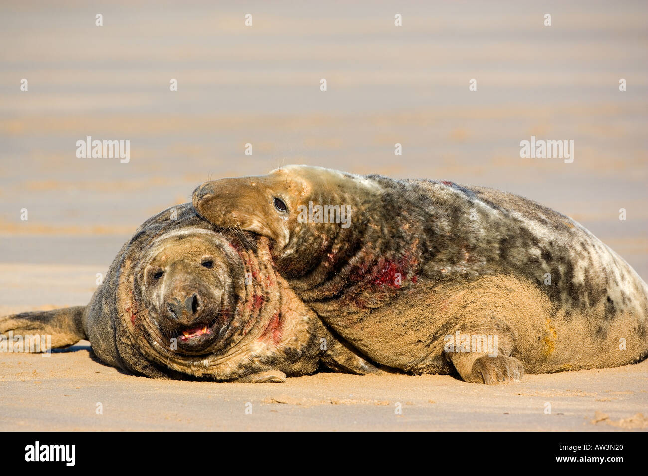 Grey Seal Halichoerus grypus Bulls Fighting on sand bar donna nook lincolnshire Stock Photo