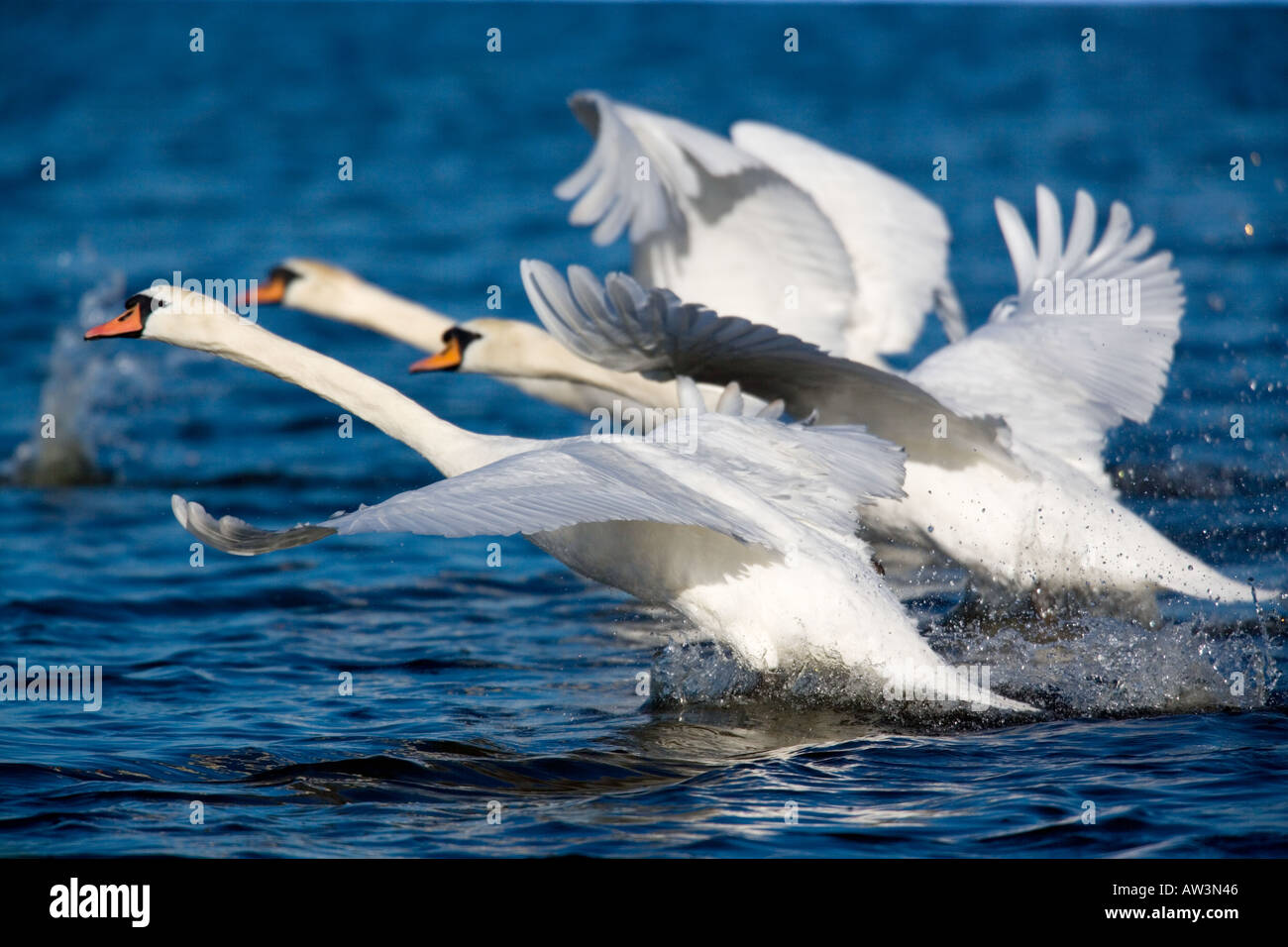 Mute swan Cygnus olor 3 Swans taking off welney norfolk Stock Photo