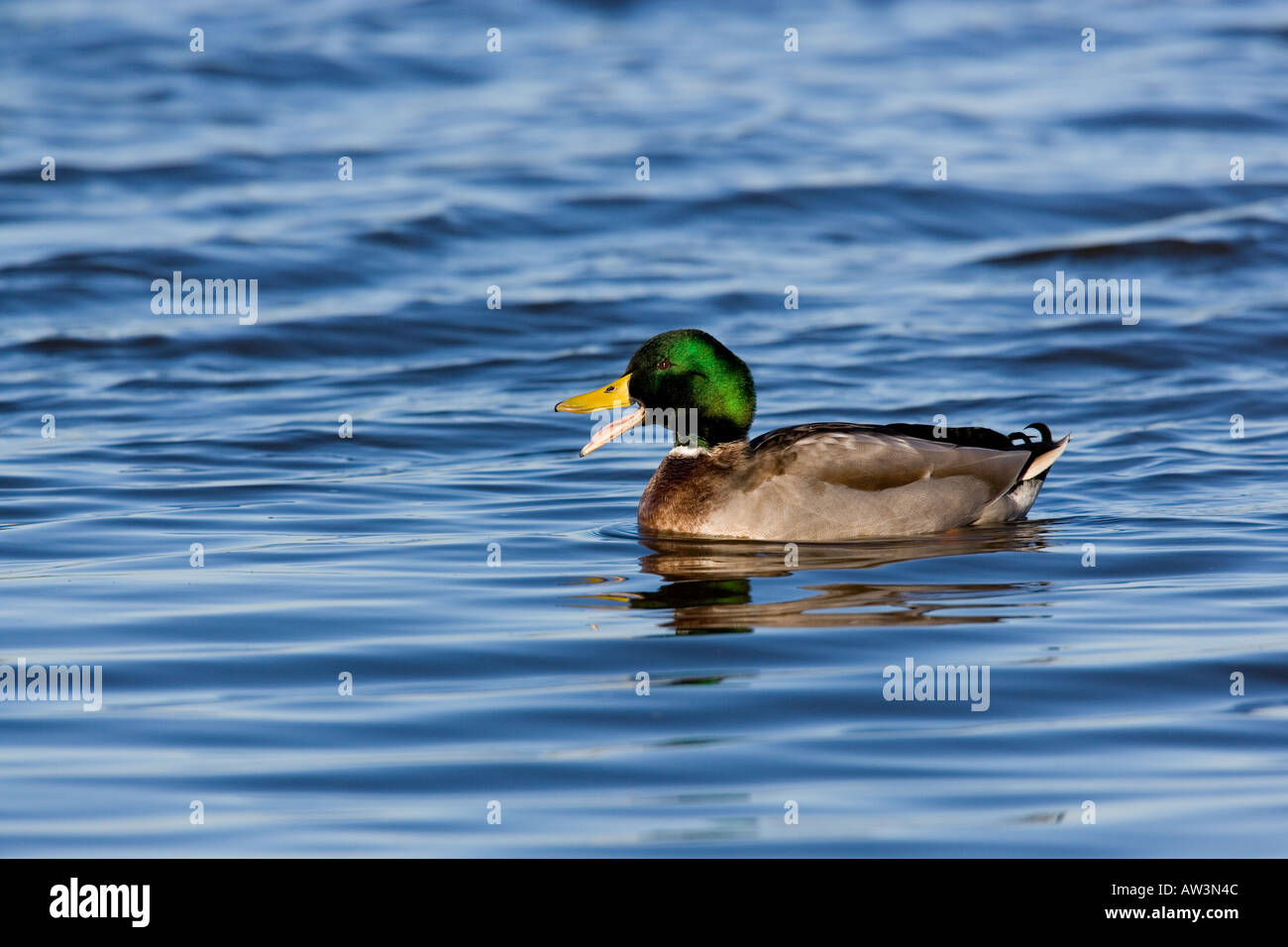 Mallard Anas platyrhynchos With beak open on open water with small waves welney norfolk Stock Photo