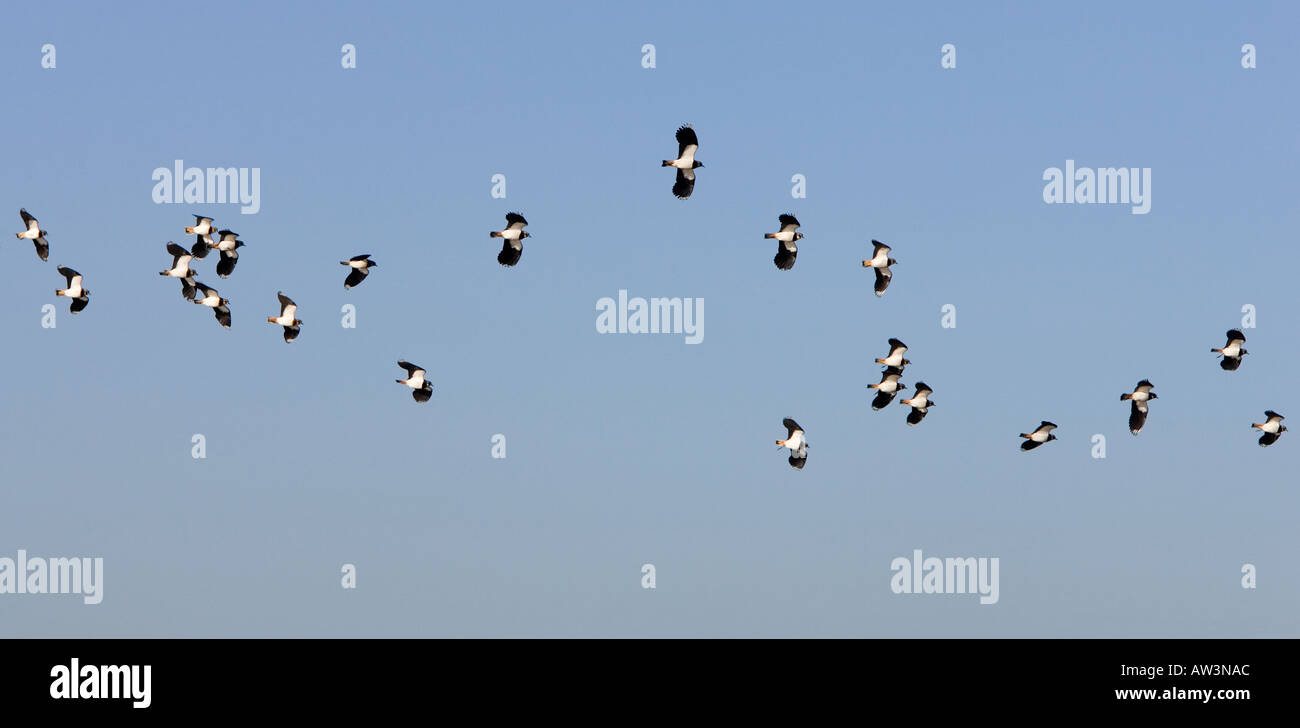 Flock of Lapwing Vanellus vanellus flying against a blue sky welney norfolk Stock Photo