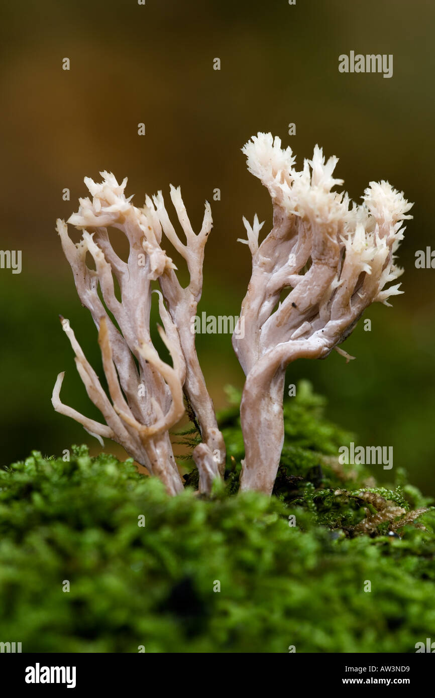 Coral Fungi Growing out of old moss covered log with nice defuse background potton wood bedfordshire Stock Photo