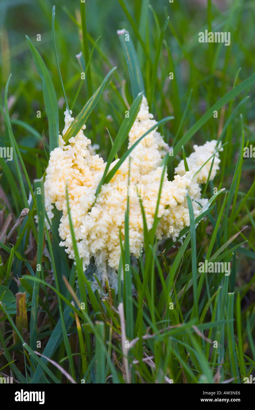 Slime Mould Mucilago crustacea growing on grass ashridge hertfordshire Stock Photo