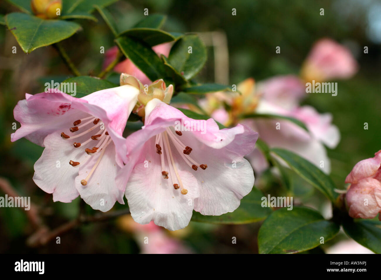 RHODODENDRON X CILPINENSE AGM Stock Photo