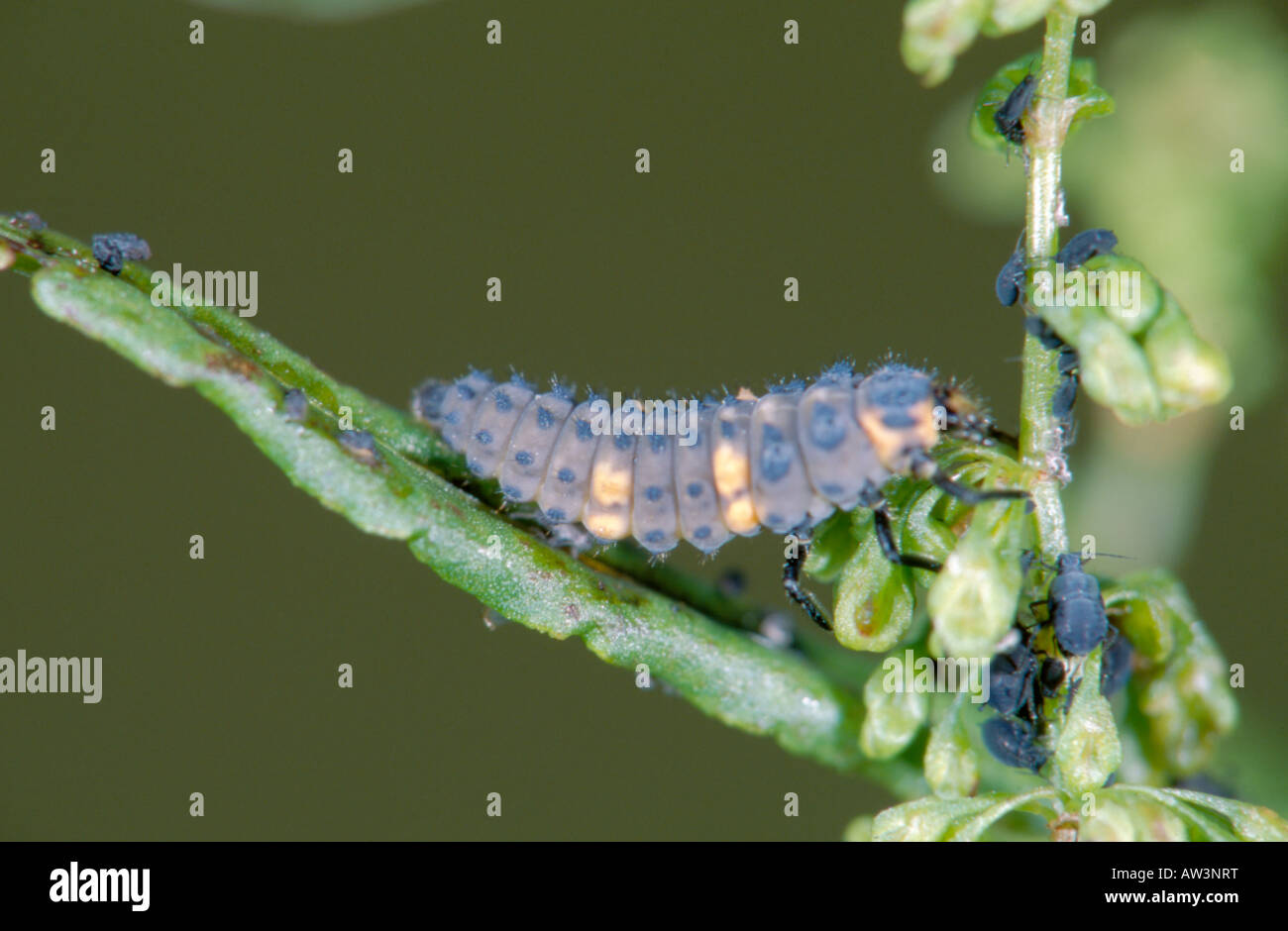 'Seven Spot Ladybird' larva (Coccinella 7 punctuta) hunting 'Black bean aphids' (Blackfly) larvae (Aphis fabae). Stock Photo