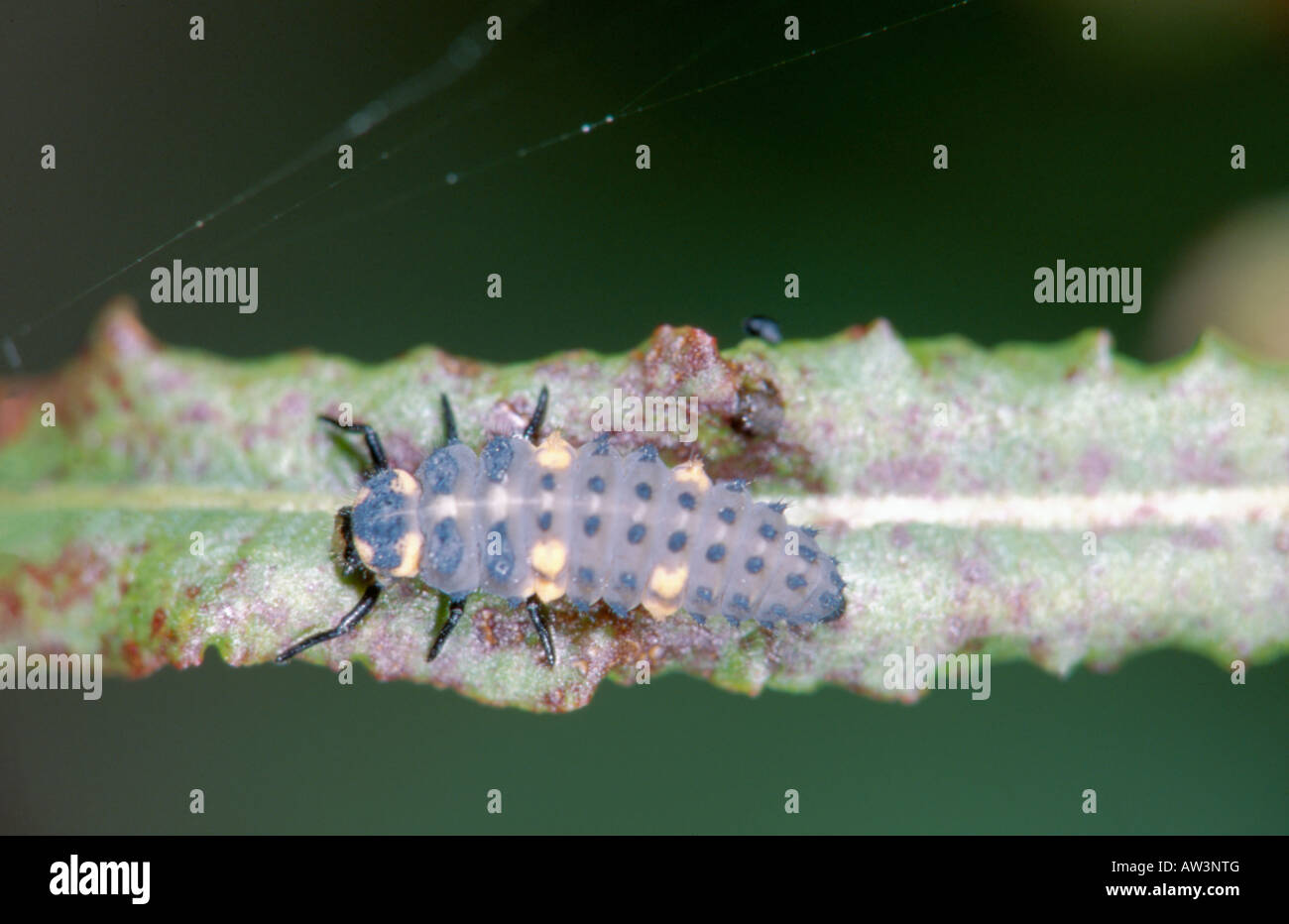 'Seven Spot Ladybird' larva (Coccinella 7 punctuta) Stock Photo