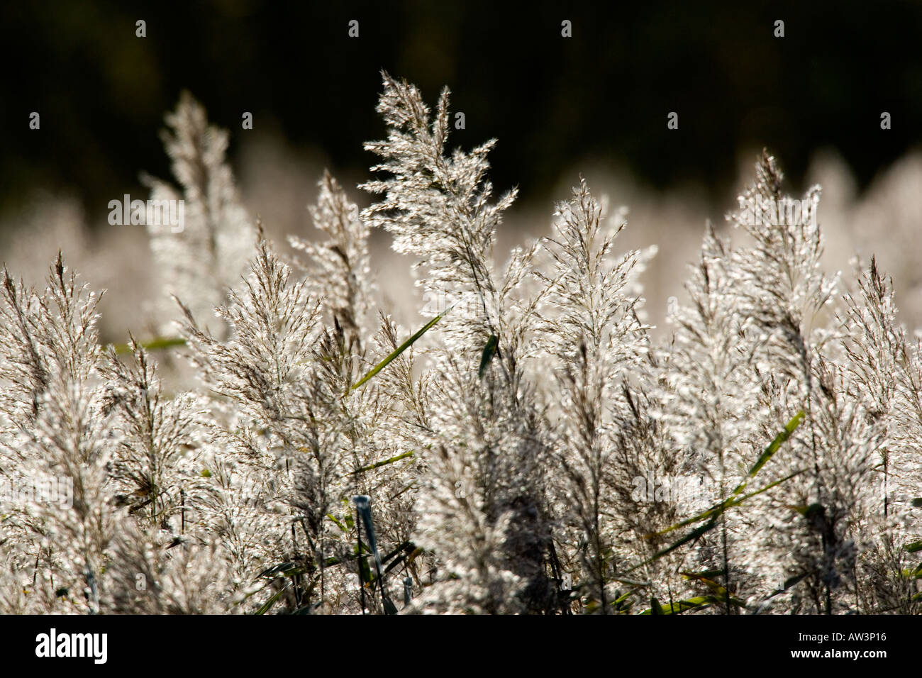 Common Reed Phragmites australis Backlit Fowlmere RSPB reserve Stock Photo