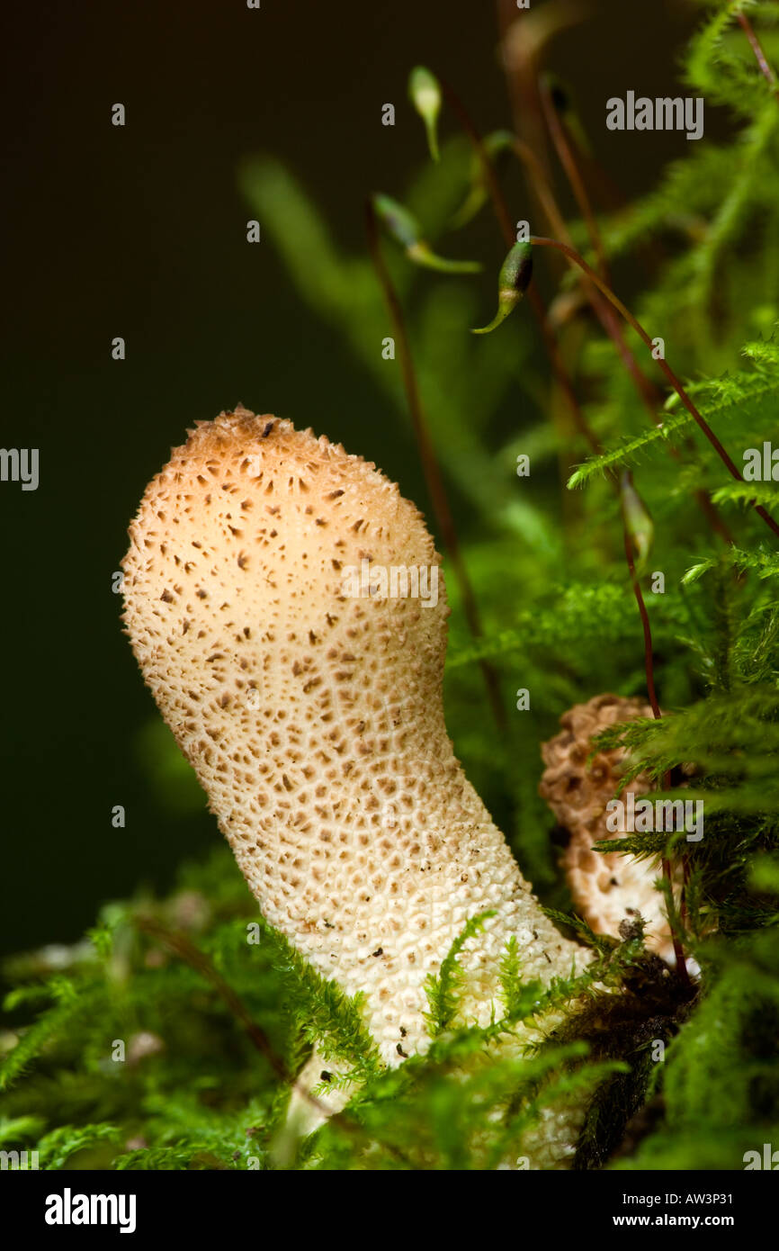 Young fruitbodies of Scaly Pholiota Pholiota squarrosa growing from the base of a tree potton bedfordshire Stock Photo