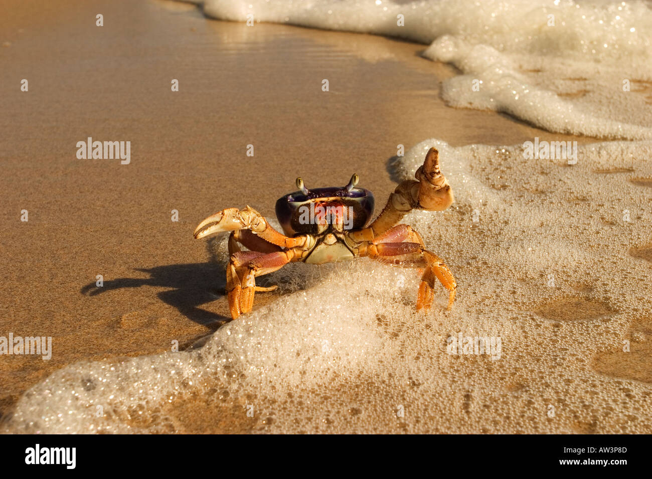 Guanhumii hires stock photography and images Alamy