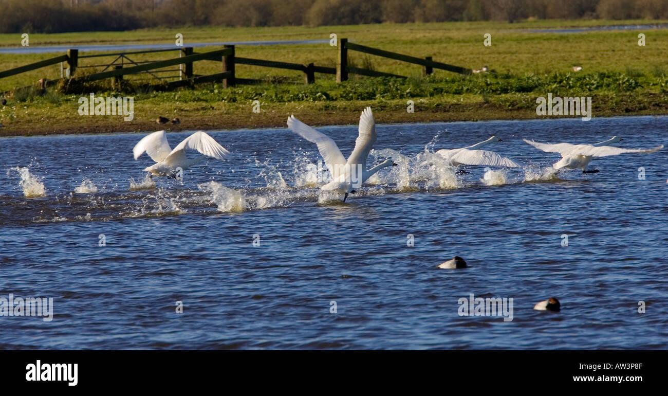 Mute swan Cygnus olor Taking off from lagoon welney norfolk Stock Photo