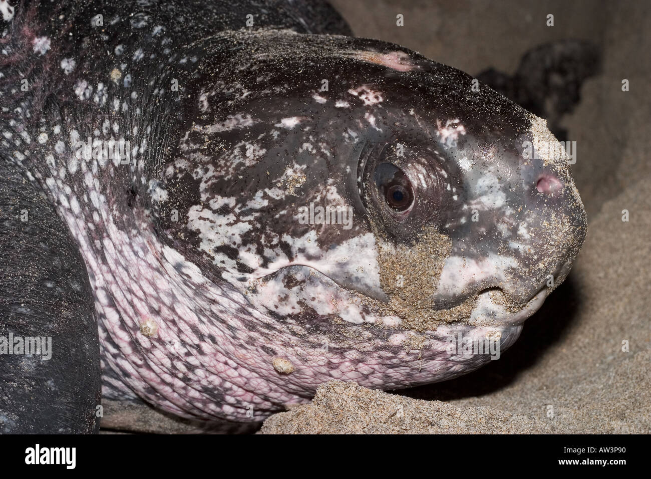 Leatherback sea turtle Dermochelys coriacea close up showing head eye detail, Florida Stock Photo