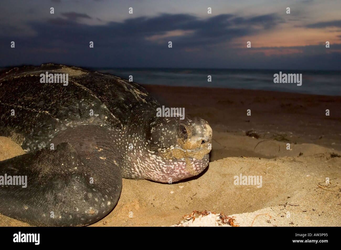 Leatherback sea turtle at sunrise Stock Photo