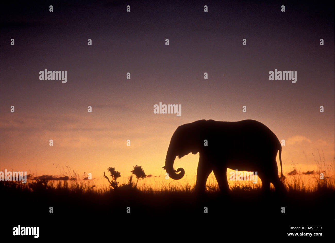 Elephant silhouetted against the evening sky Masai Mara National Reserve Kenya East Africa Stock Photo