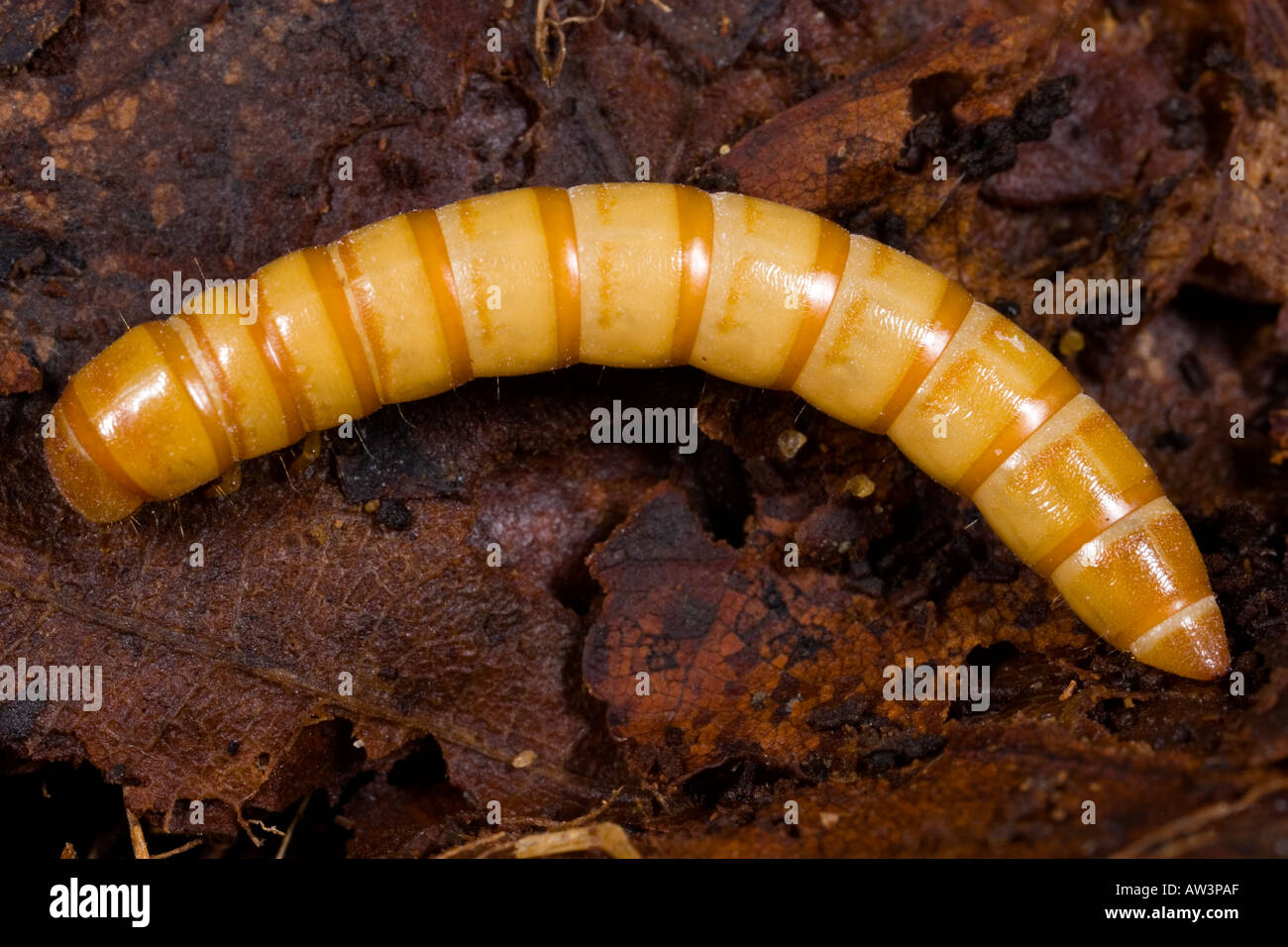 Darkling beetle Tenebrio molitor Larvae in leaf mould Stock Photo Alamy