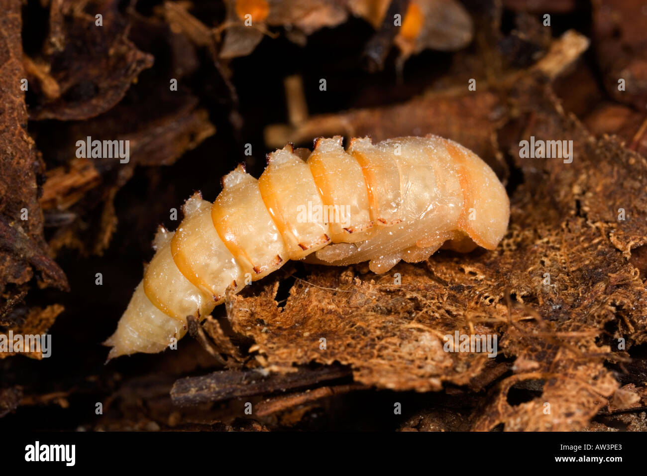 Darkling beetle (Tenebrio molitor) pupa in leaf mould potton bedfordshire Stock Photo Alamy