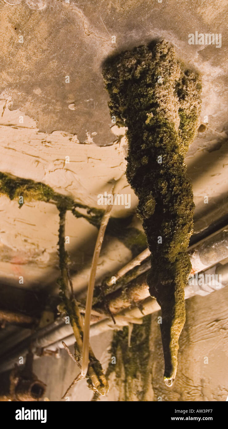 A stalactite grows slowly in the abandoned service tunnels deep under St Louis covered in moss and mold Stock Photo