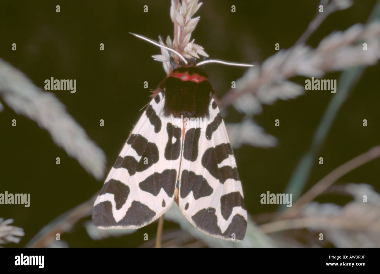 'Garden Tiger moth' (Arctia caja). Stock Photo