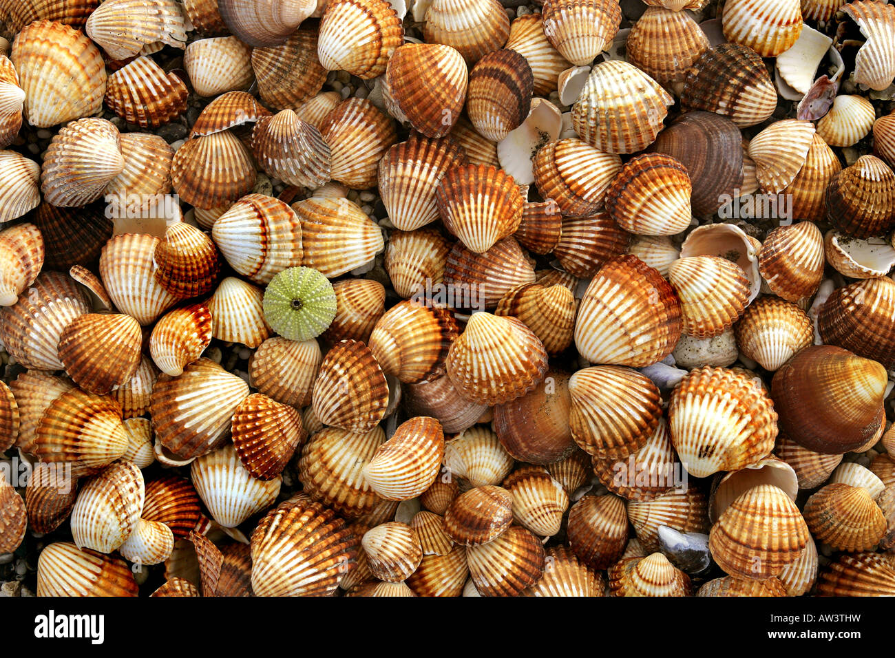 Seashells collected from the Mediterrannean in Spain Stock Photo Alamy