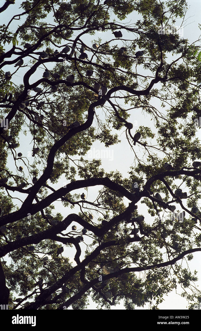 pigions roosting in a tree barcelona Stock Photo