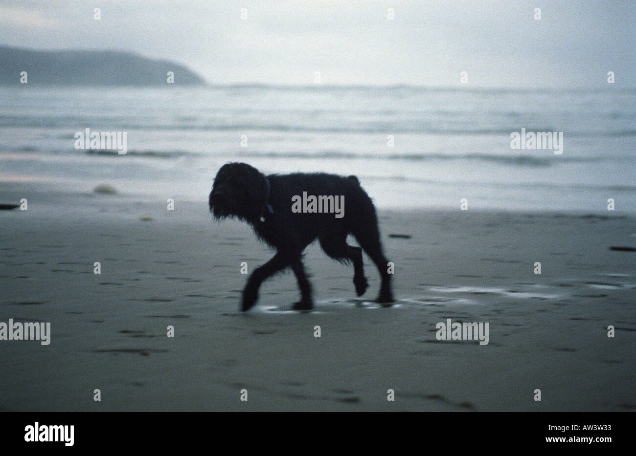 big black dog plodding across flat sand in the evening Stock Photo