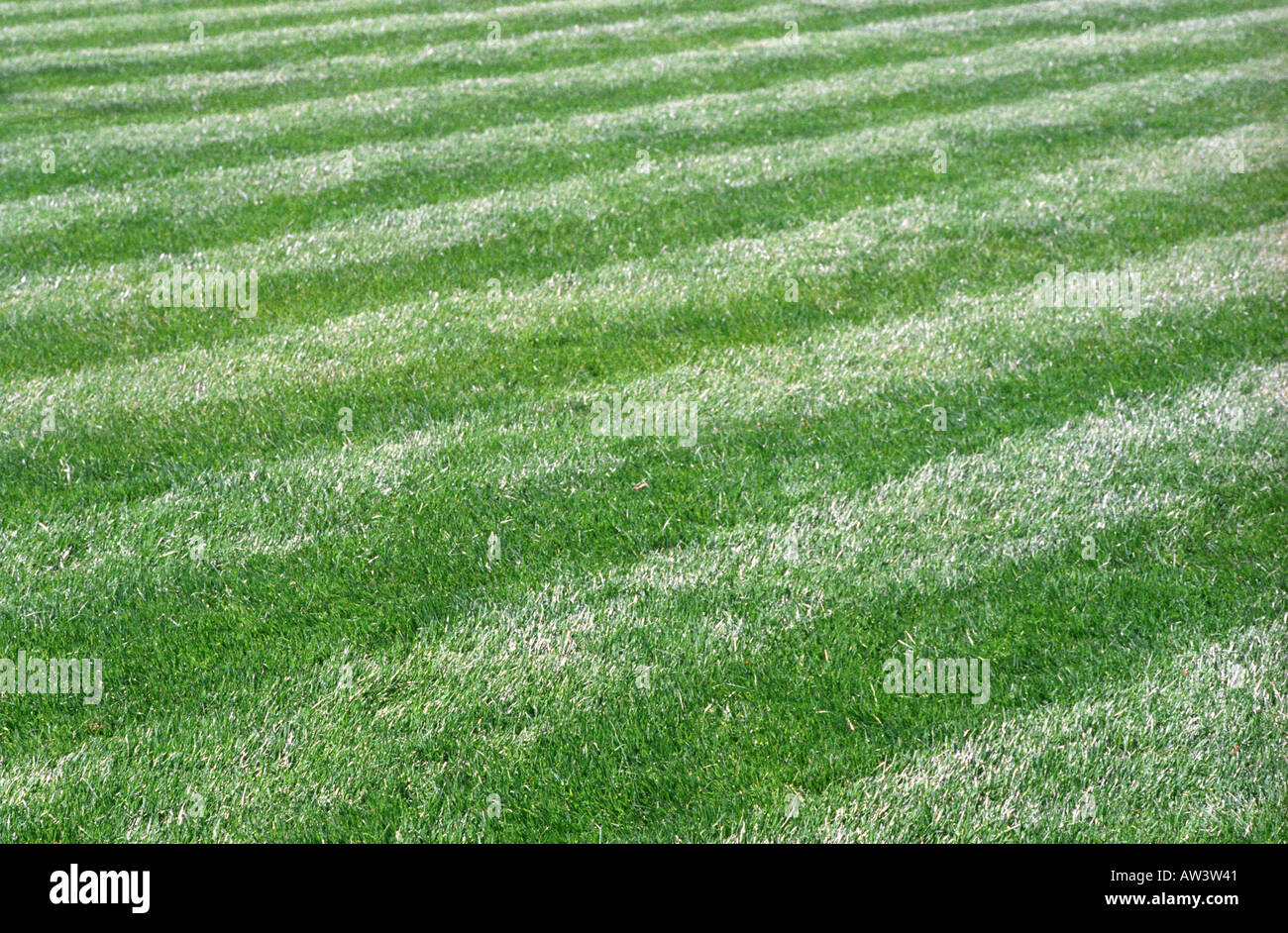 freshly mown lawn Stock Photo