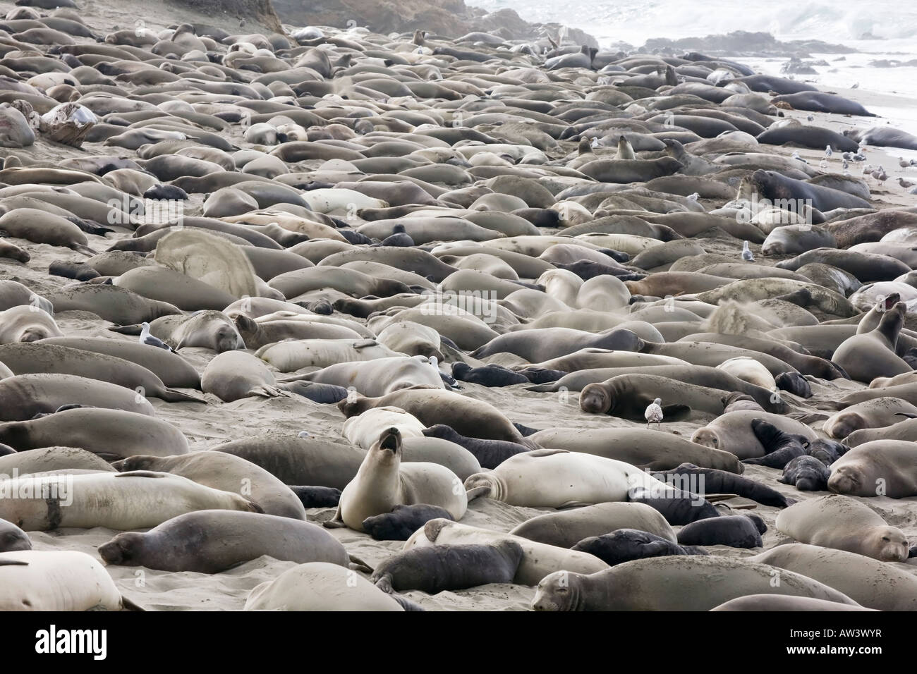 https://c8.alamy.com/comp/AW3WYR/a-breeding-colony-of-adult-northern-elephant-seals-on-a-california-AW3WYR.jpg