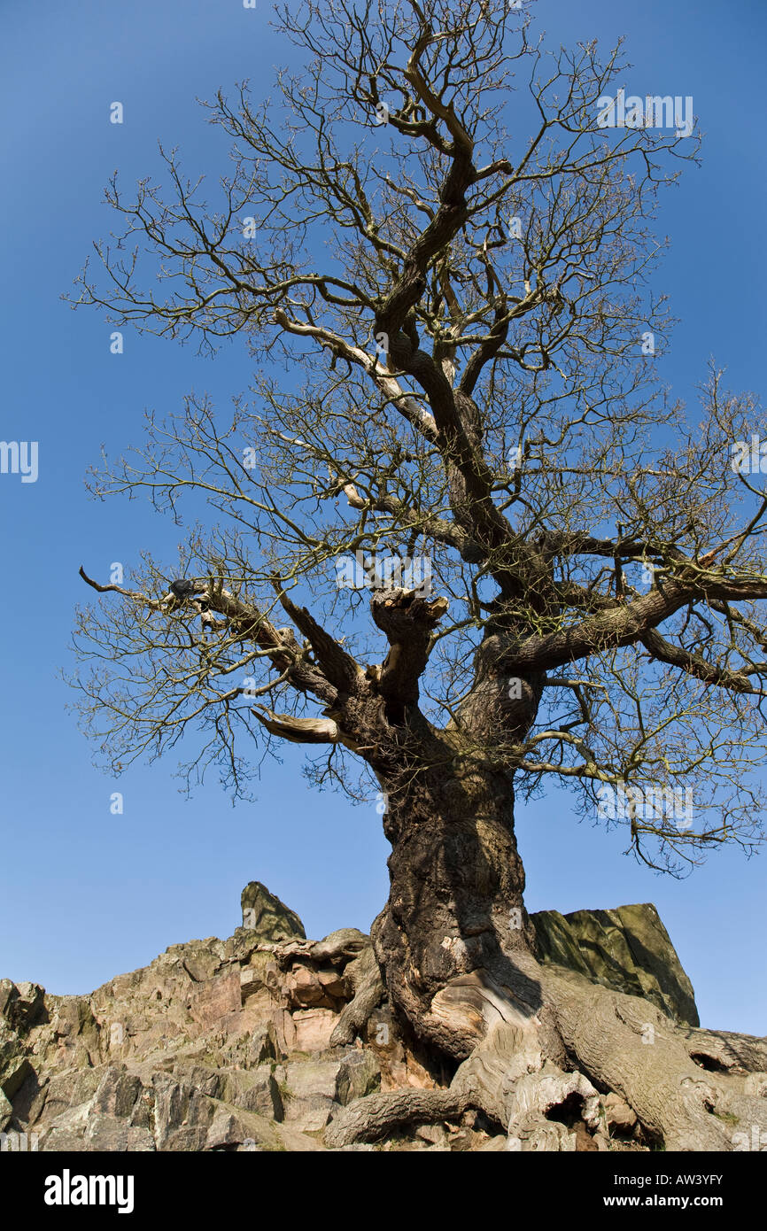 An ancient oak is contrasted against the brilliant blue sky of a winter's morning in Bradgate Park, Leicestershire, England. Stock Photo