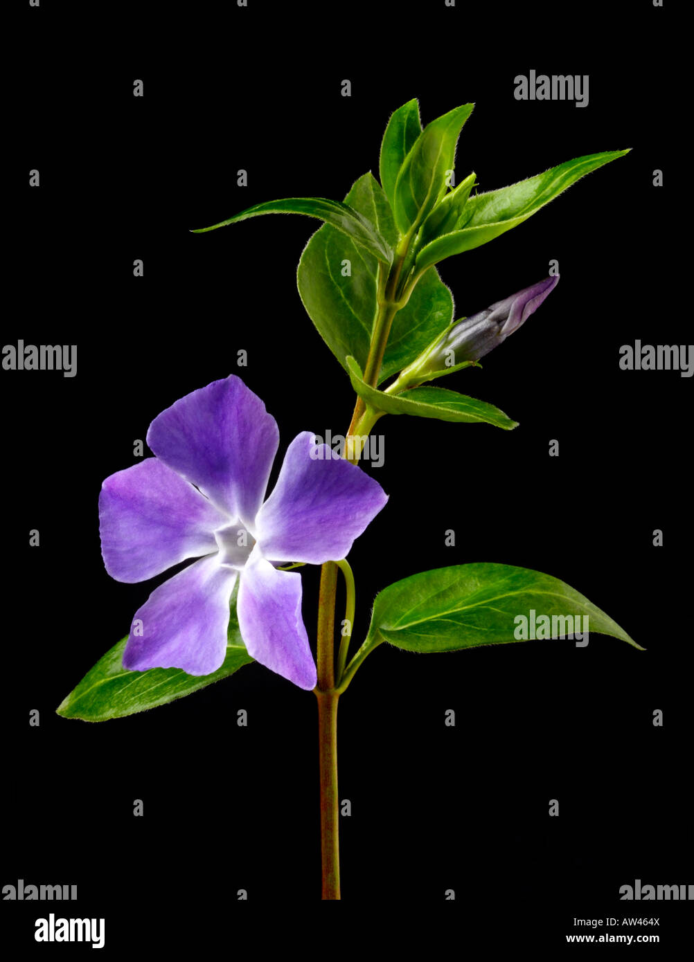 Periwinkles flowers against a black background. Stock Photo