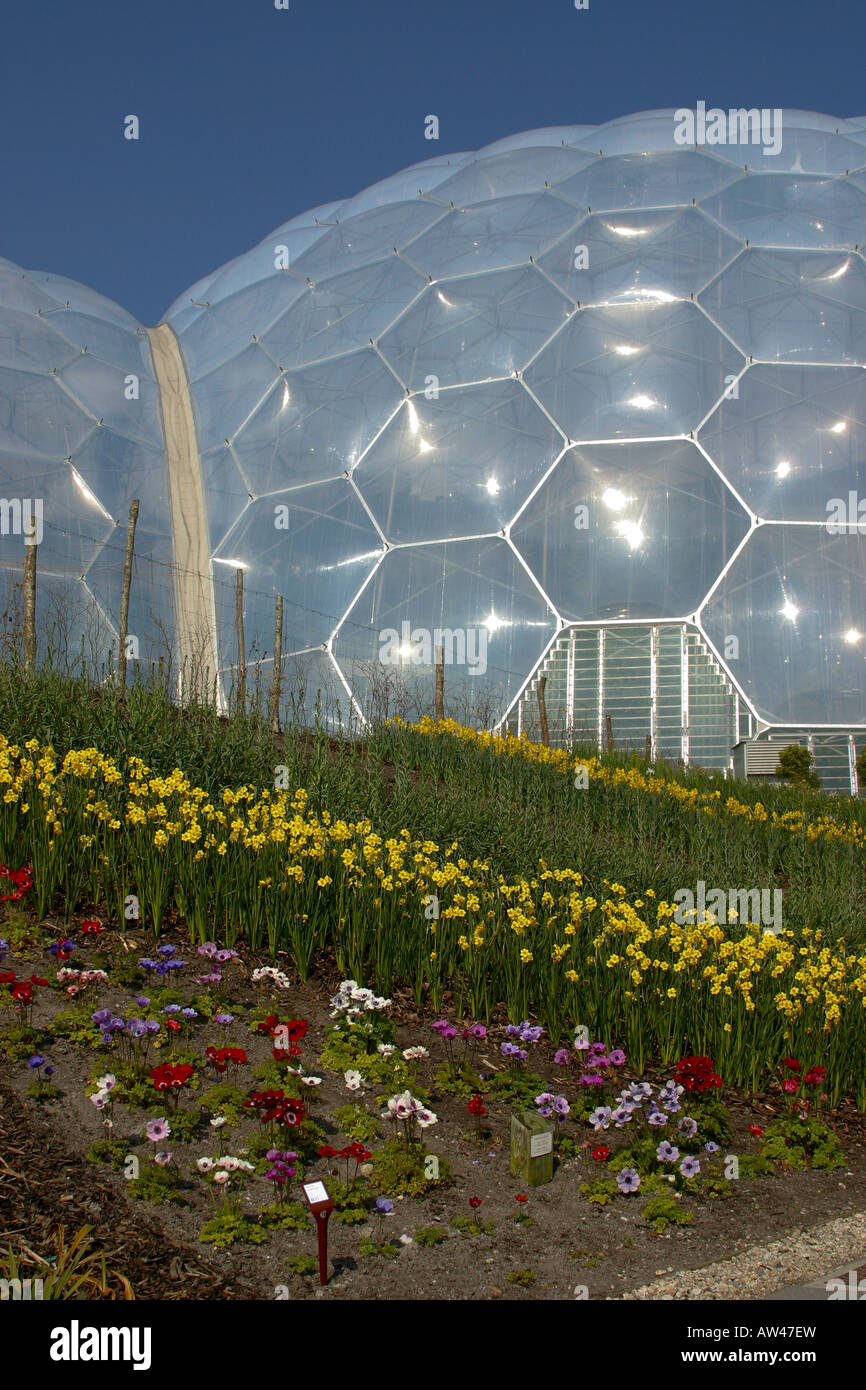 Eden Project, St Austell, Cornwall. Biodome, Greenhouse with tropical rainforest. Daffodils, sunny Stock Photo