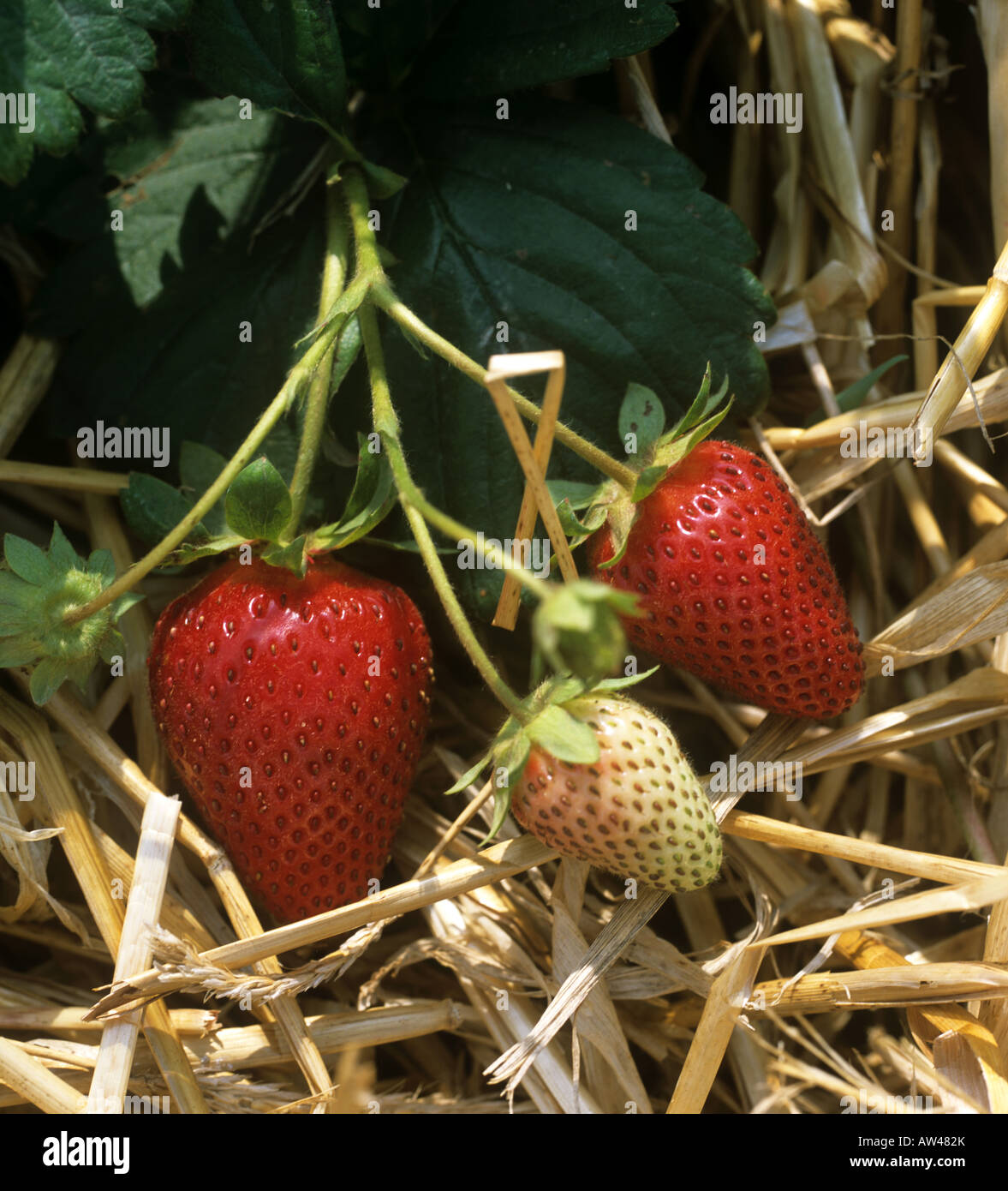 Ripe strawberries ready for picking resting on straw Stock Photo - Alamy