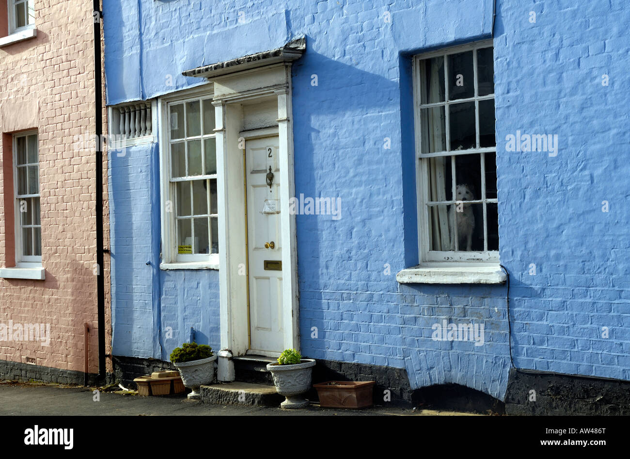 Dog in window of cottage, Coggeshall Essex Stock Photo