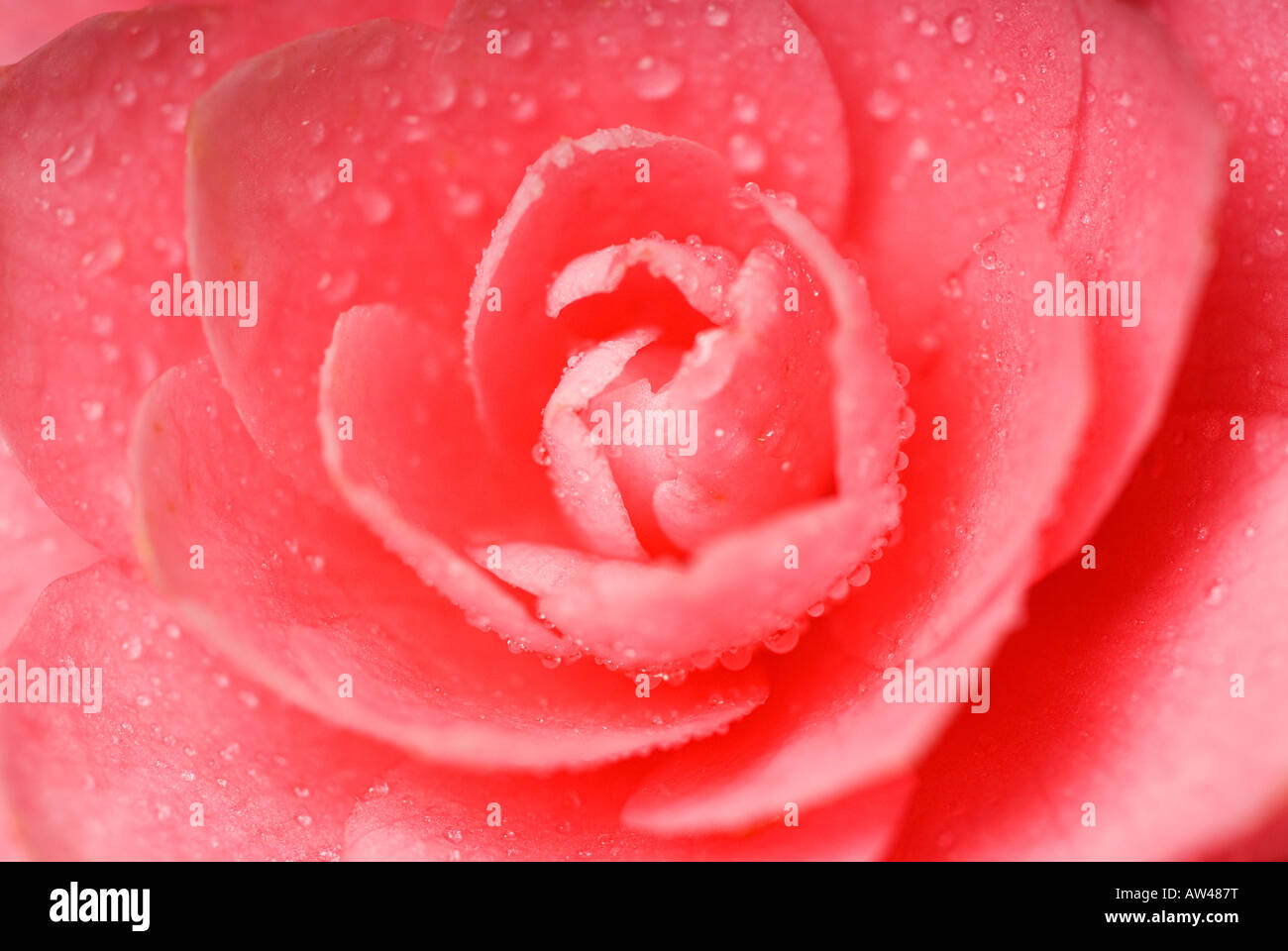 Stock photo of a close up shot of a pink camellia flower Stock Photo