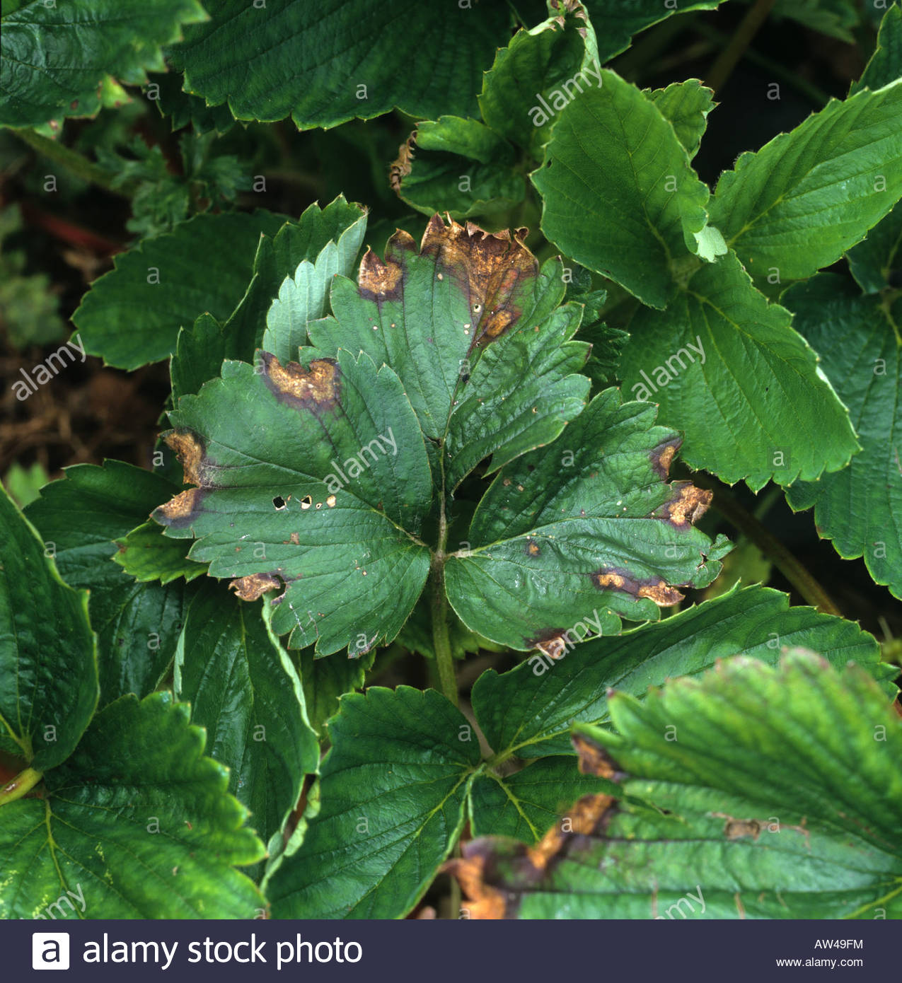 strawberry leaf scorch